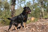JAGDTERRIER ALLEMAND 057